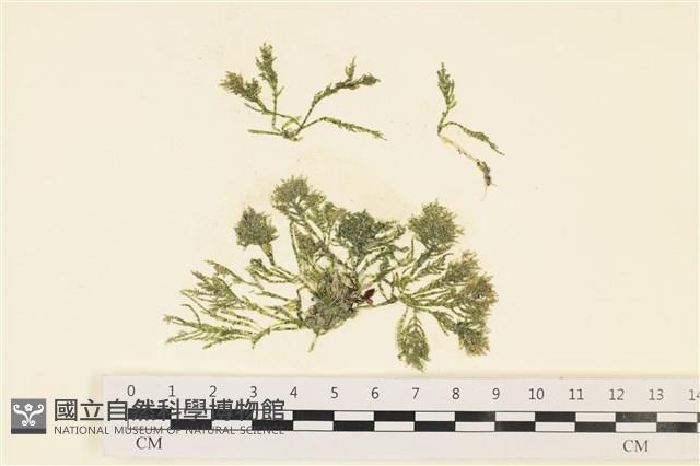 登錄號:A00000383藏品圖，第1張