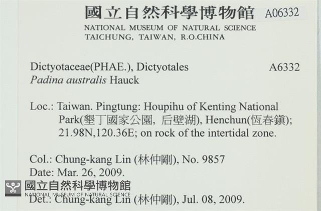 南方團扇藻藏品圖，第2張