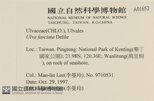 長片石蓴, 裂片石蓴藏品圖，第2張