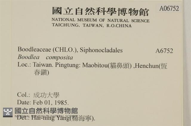 布氏藻藏品圖，第2張