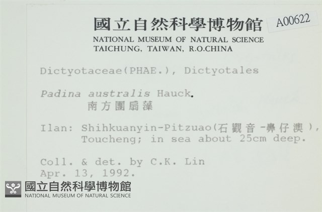 南方團扇藻藏品圖，第2張
