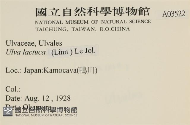 大石蓴, 石蓴藏品圖，第2張