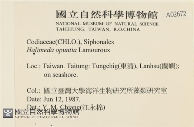 仙掌藻, 海仙人掌藏品圖，第2張