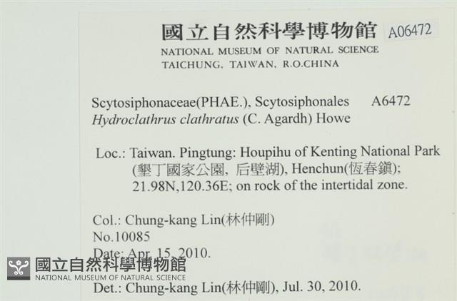 網胰藻藏品圖，第2張