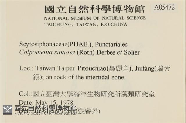 袋苔, 囊藻藏品圖，第2張