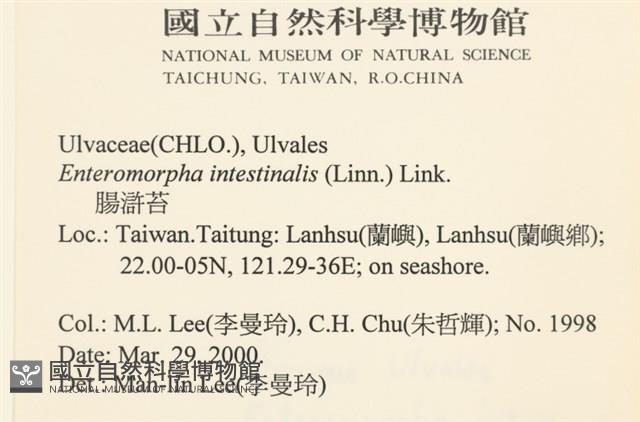 腸滸苔, 河石髮藏品圖，第2張