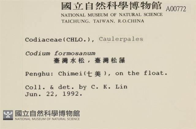 臺灣水松, 臺灣松藻藏品圖，第2張