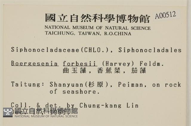 曲玉藻, 香蕉菜, 玉茄藻藏品圖，第2張