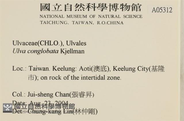 茶花石蓴, 牡丹菜藏品圖，第2張