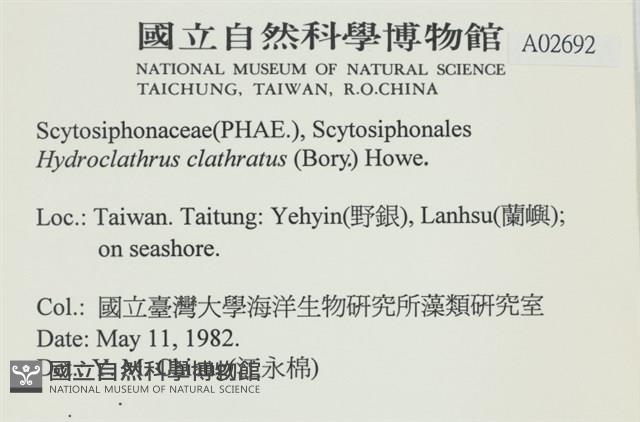 網胰藻藏品圖，第2張