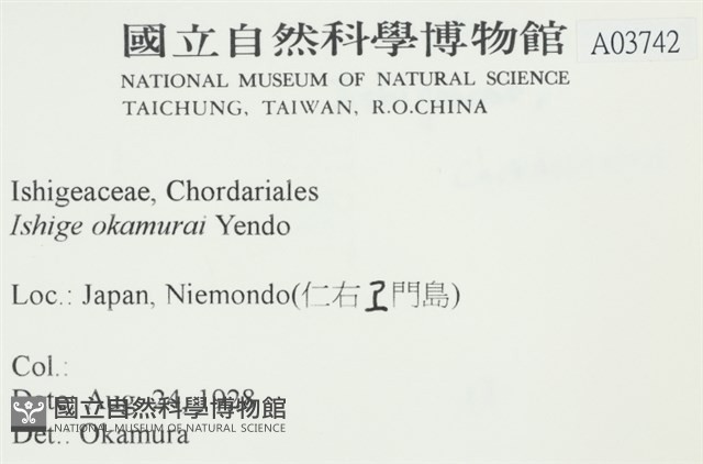 石牙藻, 石牙菜, 鐵釘菜藏品圖，第2張