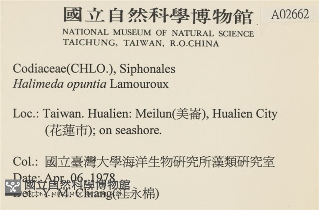 仙掌藻, 海仙人掌藏品圖，第2張