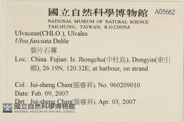 長片石蓴, 裂片石蓴藏品圖，第2張