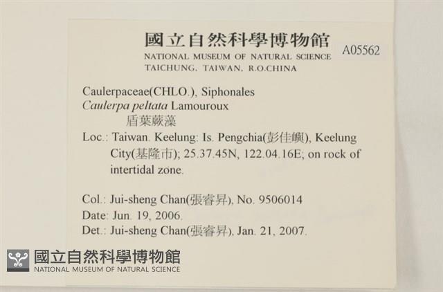 盾葉蕨藻藏品圖，第2張