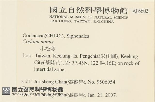 小松藻藏品圖，第2張