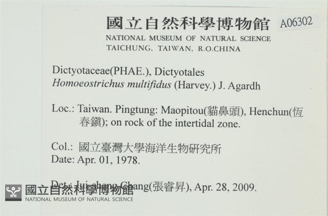 多扇藻藏品圖，第2張