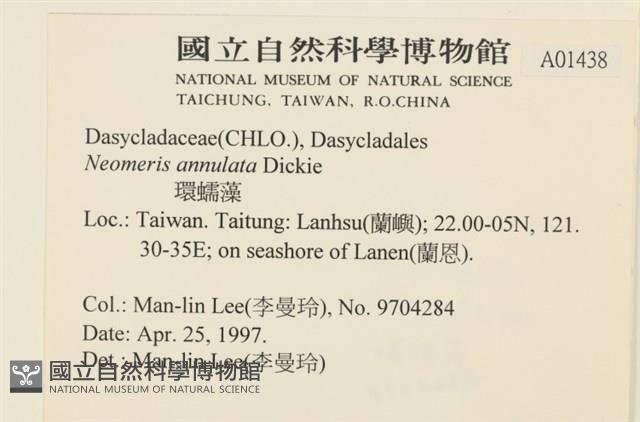 環蠕藻藏品圖，第2張