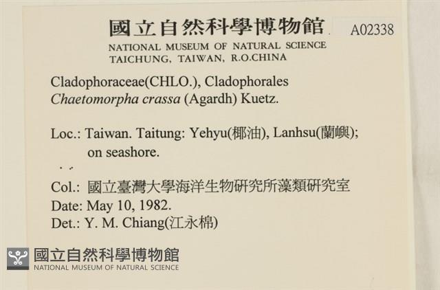 粗硬毛藻, 綠苔藏品圖，第2張