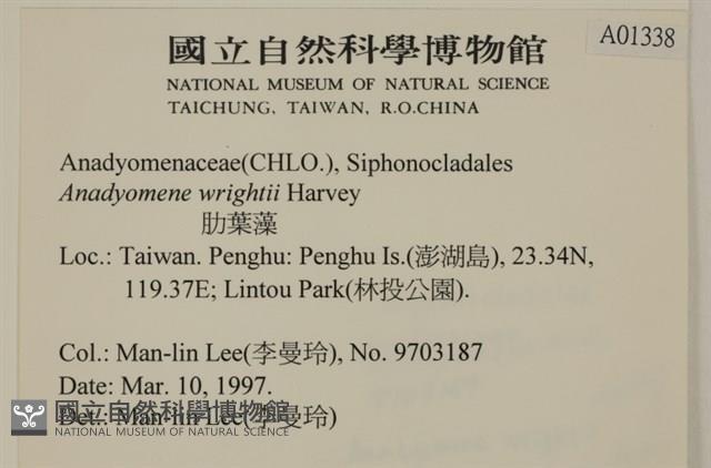 浮網藻, 肋葉藻藏品圖，第2張