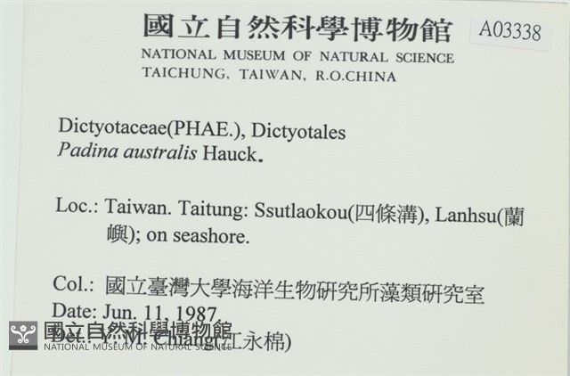 南方團扇藻藏品圖，第2張