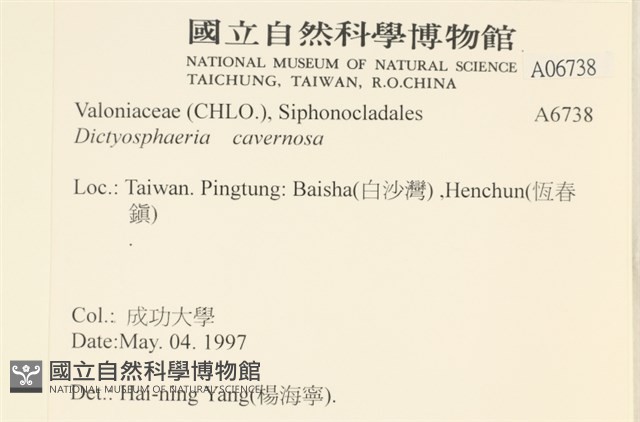 網球藻藏品圖，第2張