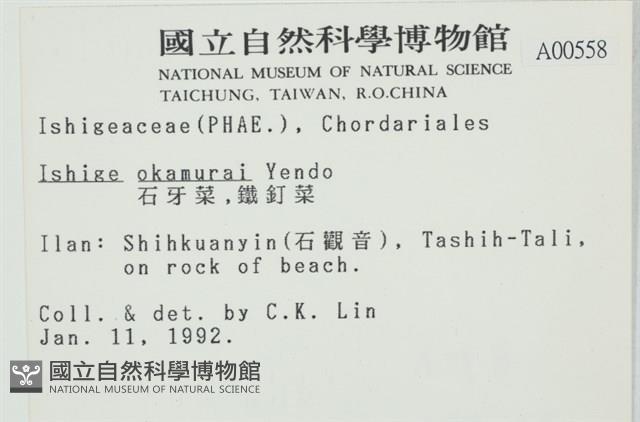 石牙藻, 石牙菜, 鐵釘菜藏品圖，第2張