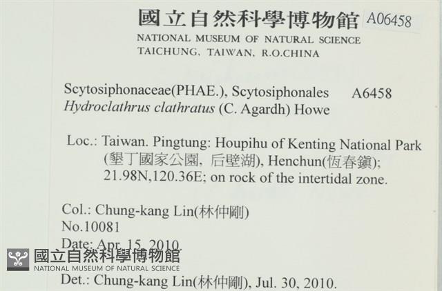 網胰藻藏品圖，第2張