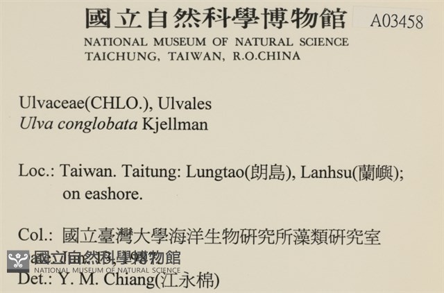 茶花石蓴, 牡丹菜藏品圖，第2張