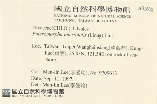 腸滸苔, 河石髮藏品圖，第2張