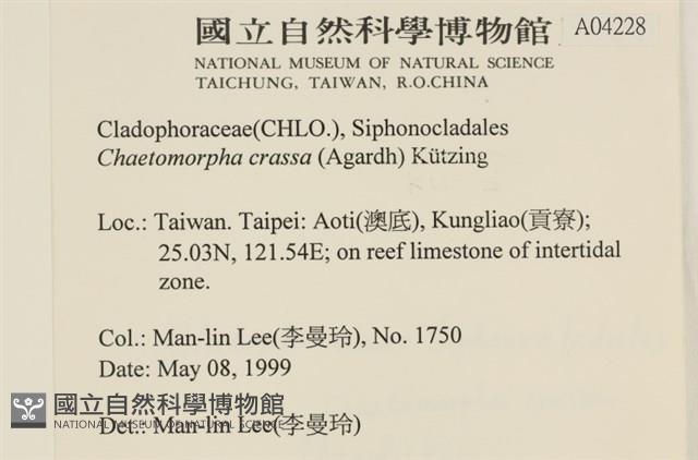 粗硬毛藻, 綠苔藏品圖，第2張
