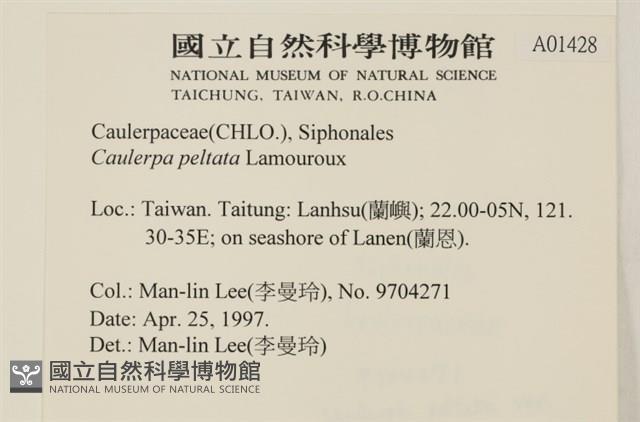 盾葉蕨藻藏品圖，第2張