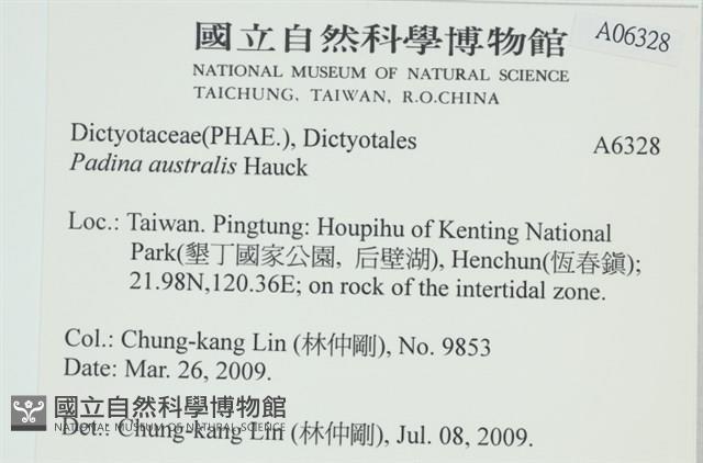 南方團扇藻藏品圖，第2張