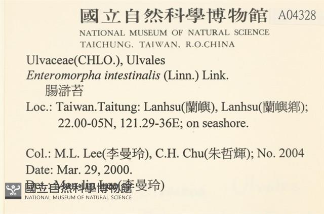 腸滸苔, 河石髮藏品圖，第2張