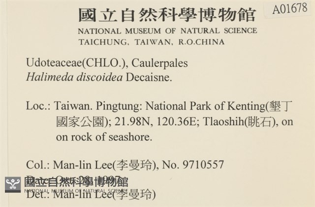 盤狀仙掌藻藏品圖，第2張