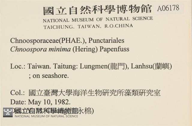 小毛孢藻, 小鹿角苔藏品圖，第2張