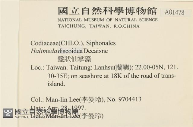 盤狀仙掌藻藏品圖，第2張