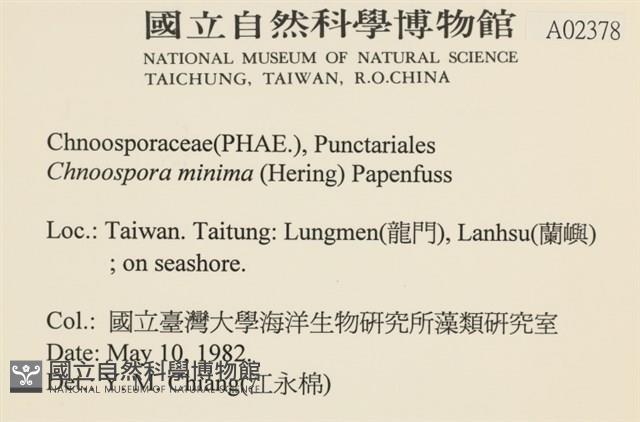 小毛孢藻, 小鹿角苔藏品圖，第2張