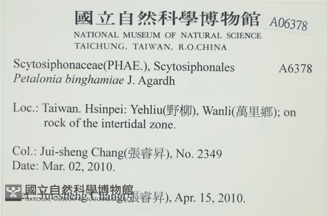 葉苔, 小海帶藏品圖，第2張