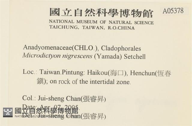 黑葉小網藻藏品圖，第2張