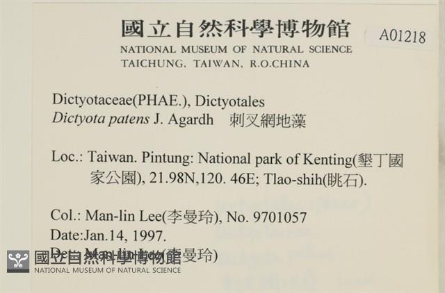 刺叉網地藻藏品圖，第2張