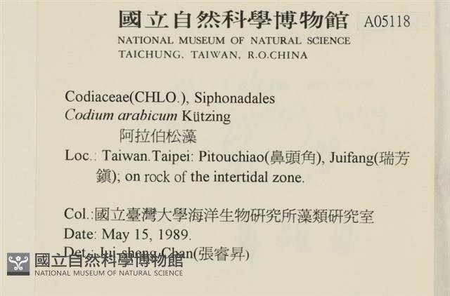 阿拉伯松藻藏品圖，第2張