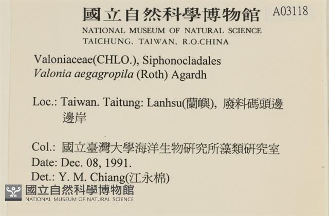 法囊藻藏品圖，第2張