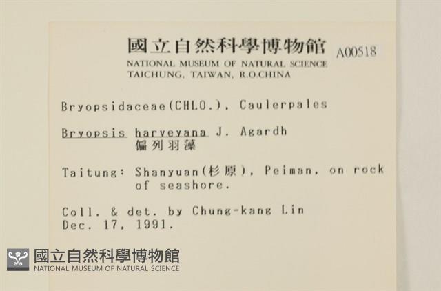 偏列羽藻藏品圖，第2張