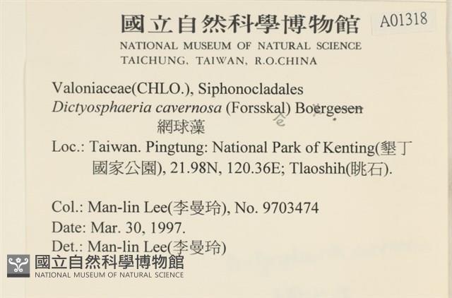 網球藻藏品圖，第2張