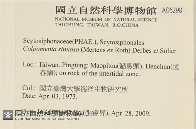 袋苔, 囊藻藏品圖，第2張