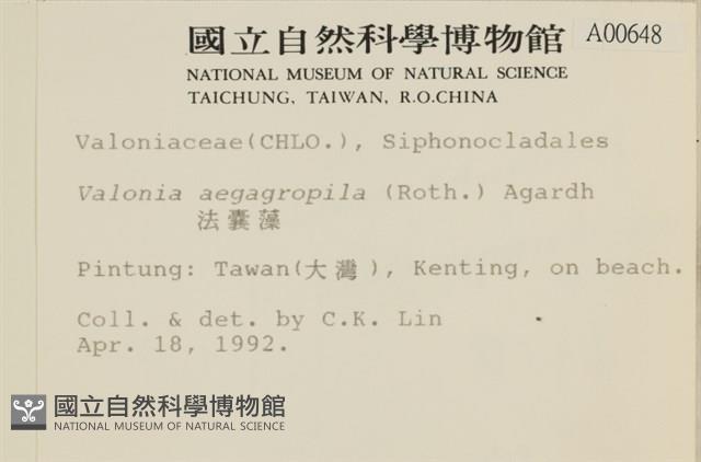 法囊藻藏品圖，第2張