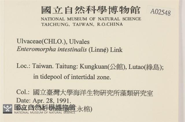 腸滸苔, 河石髮藏品圖，第2張