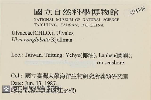 茶花石蓴, 牡丹菜藏品圖，第2張