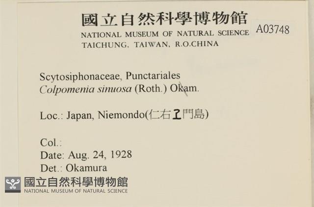 袋苔, 囊藻藏品圖，第2張