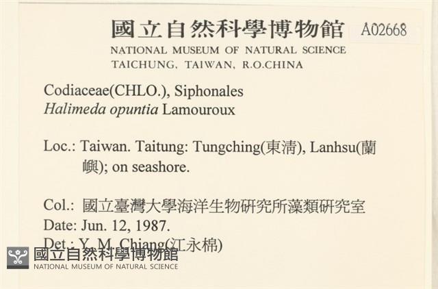 仙掌藻, 海仙人掌藏品圖，第2張